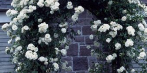 Hodnocení nejlepších bílých kudrnatých růží vytvořit unikátní design zahrady